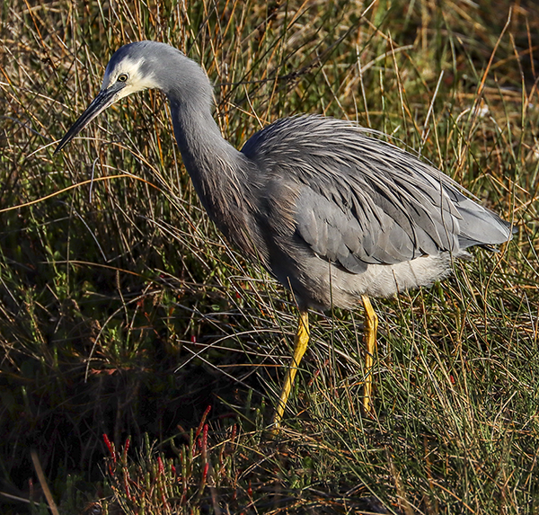 White-faced Heron on Browns River, Kingston, Tasmania, April 2020.